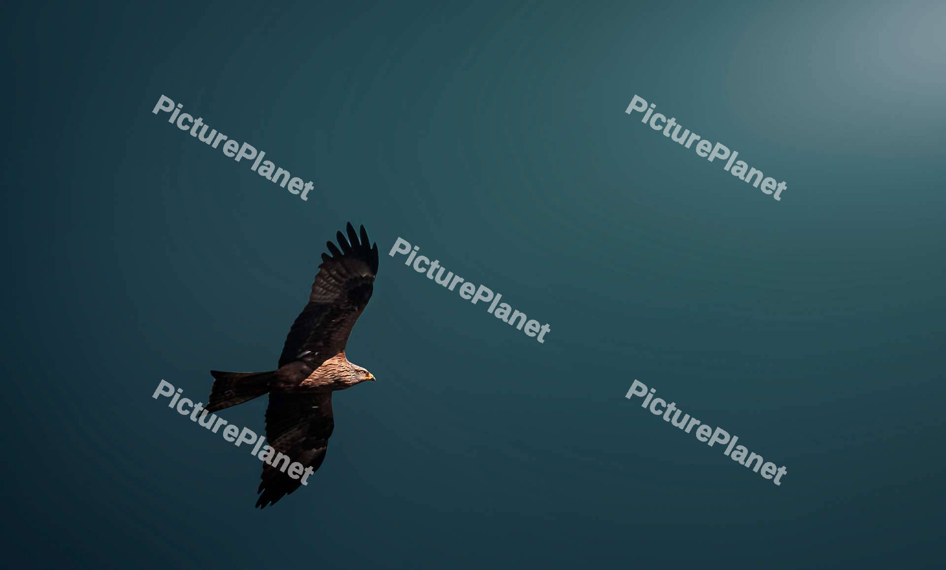 Black kite flying